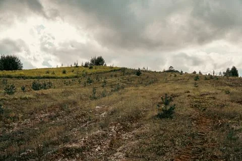 Grassy Hillside with Young Pine Saplings Under Dramatic Overcast Sky Stock Photos