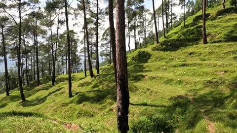 Grassy Himalayan Hillside Through Lush Pine Forest Stock Footage 338225702
