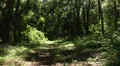 grassy island forest foot path HD 동영상