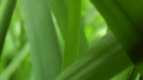 Grassy jungle Video stock 8524750