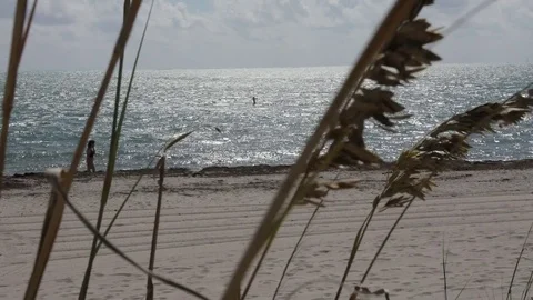 Grassy Knoll By The beach with Windy Waves Video stock 83977033