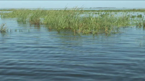 Grassy Lake Okeechobee Stock Footage 789754
