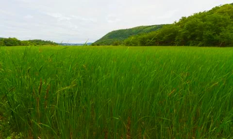Grassy landscape Foto stock