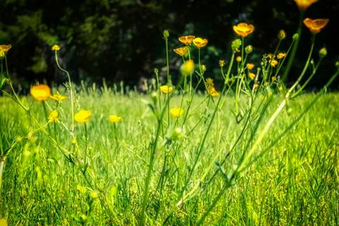 Grassy landscape Stock Photos