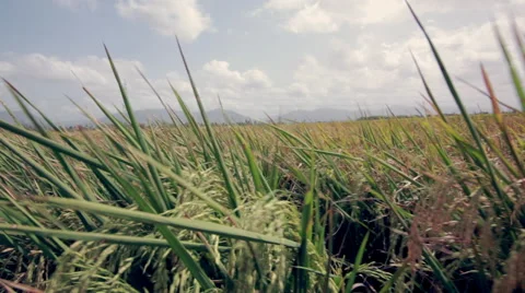 Grassy lush field 스톡 동영상 56245954