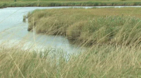 Grassy Marsh Stock Footage 279596