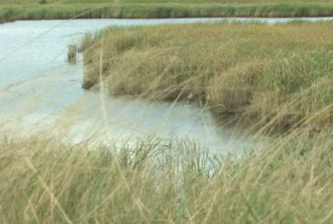 Grassy Marsh Stock Footage 283796
