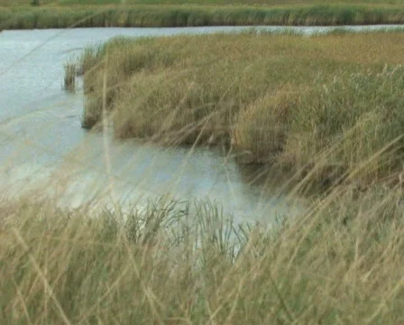 Grassy Marsh Stock Footage 283966
