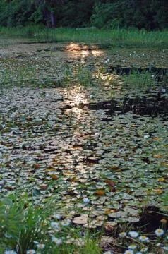 Grassy marsh Foto stock