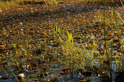 Grassy marsh Stock Photos