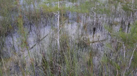 Grassy Marsh Pond Stock Footage 26742916