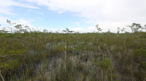 Grassy Marsh Under Blue Sky Stock Footage 26740392