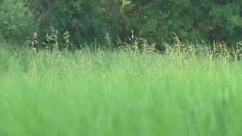 Grassy meadow in a breeze Stock Footage 156470298