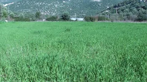 Grassy meadow Stock Footage 10746897