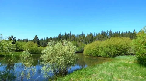 Grassy Meadow Forest Pond Video stock 39386414