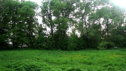 Grassy meadow surrounded by forest, birds are singing Stock-Footage 75963439