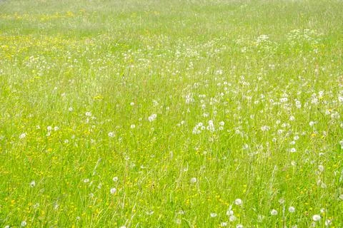 Grassy meadows Stock Photos