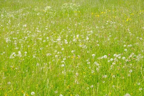 Grassy meadows Stock Photos