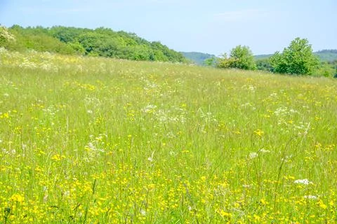 Grassy meadows Stock Photos