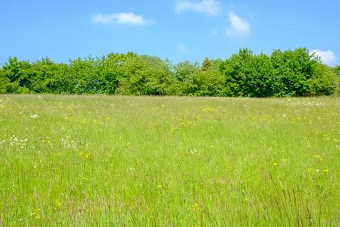 Grassy meadows Stock Photos