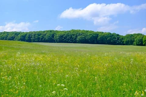 Grassy meadows Stock Photos