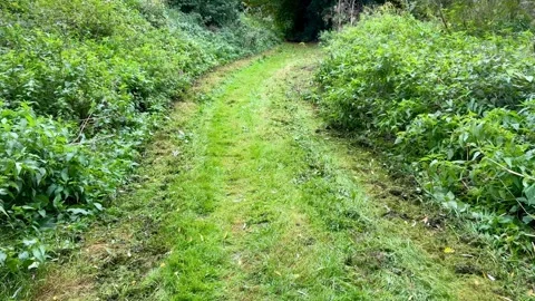 Grassy Nature Path 動画素材 318849493