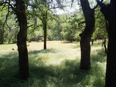 Grassy oak Stock Photos
