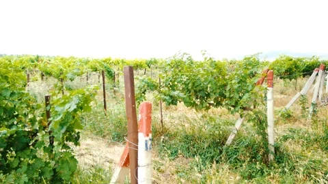 Grassy old vineyard and camera movement Video stock 91178446