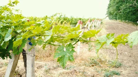Grassy old vineyard and camera movement Stock Footage 91178559