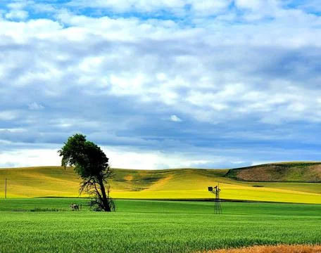 Grassy open field Stockfoto's