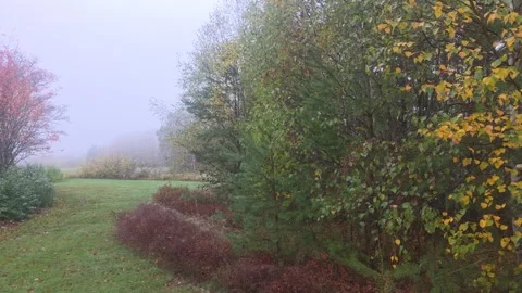 Grassy Park Pathway Curving Past A Bush With Deep Red Autumn Leaves Stock Footage 348057853