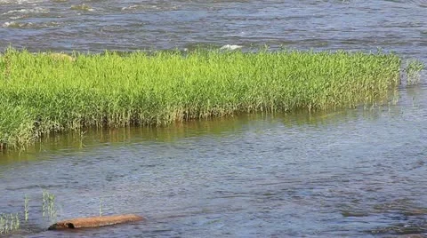 Grassy patch in river water Stock Footage 11058701