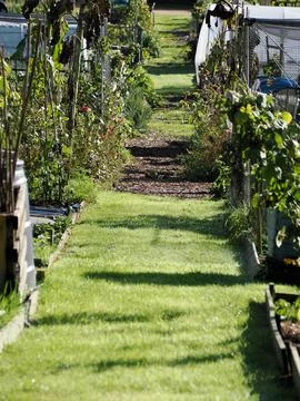 A grassy path between some allotments Stock Photos