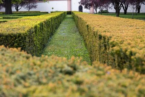 Grassy path between trimmed hedges. Orderly peaceful formal garden. Suitable for Stock Photos