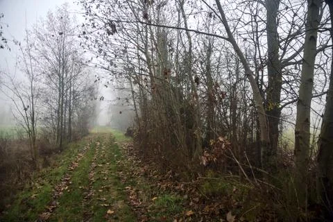 Grassy path bordered by bare trees on a foggy day in the italian countrysid.. Stock Photos