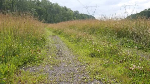 Grassy Path in field 스톡 동영상 78690873