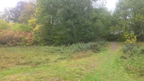 Grassy Path Opening Between Green Forest Trees In Sweden Stock Footage 348089835