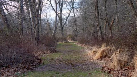 A Grassy Path Overgrown Path Covered in Foliage in a Winter Forest Stock Photos