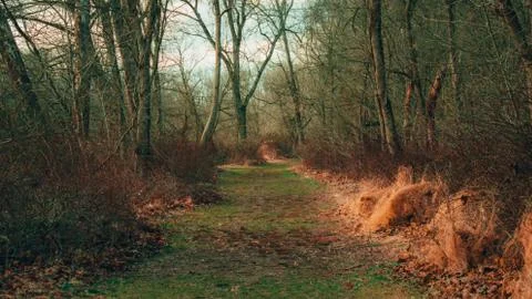 A Grassy Path Overgrown Path Covered in Foliage in a Winter Forest Stock Photos