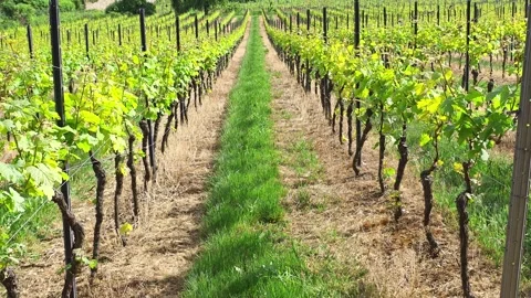 A grassy path runs between rows of young grapevines in a European vineyard. Video stock 342065261