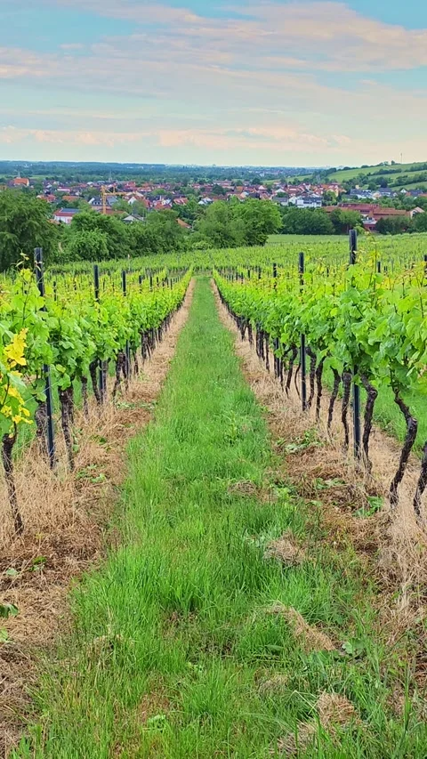 A grassy path stretches between vineyard rows toward distant houses on the .. Video stock 340926382