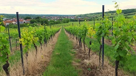 A grassy path stretches between vineyard rows toward distant houses on the .. Stock-Footage 345166022