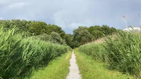 Grassy path surrounded by tall reeds swaying in the summer wind Stockbeeldmateriaal 311271832