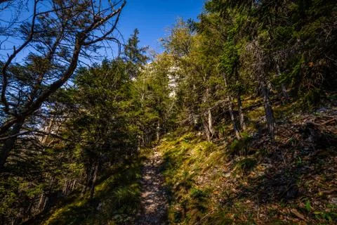 Grassy path through pine forest from top of Stadelwand to Schneeberg Stock Photos
