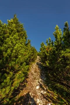 Grassy path through small pine forest from top of Stadelwand to Schneeberg Stock-Fotos
