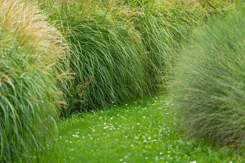 Grassy path winds between tall ornamental grass borders Stock Photos