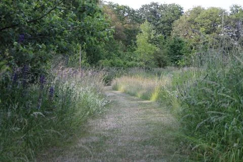 Grassy pathway in high grass Stock Photos