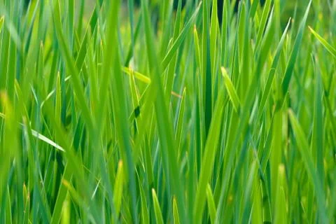 Grassy Stock Photos