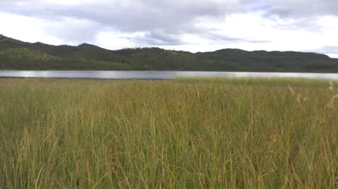 Grassy place in a lake Stock Footage 33739704