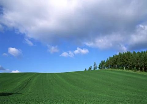 Grassy Plain Stock Photos